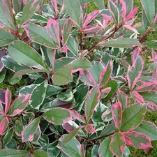 Photinia fraseri pink - photinia,