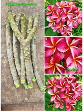 Talea di plumeria (Plumeria