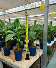 Musa basjoo 70-120 cm banana giapponese in fibra resistente banana banana palma