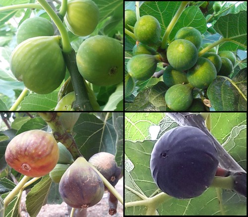 Mix semi fico ficus - semi,