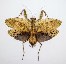 Mantidae - Theopompa servillei