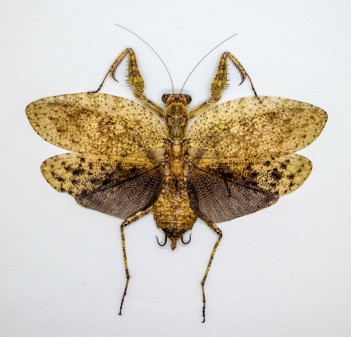 Mantidae theopompa servillei - theopompa,