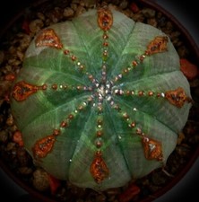 Euphorbia obesa BROWN MARKS green body HH5 NO CRESTED CRESTATA