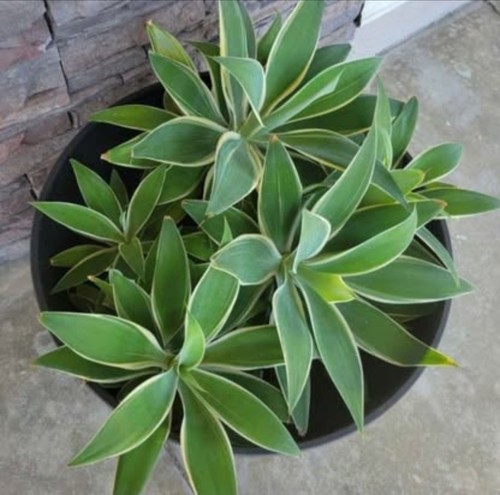Agave attenuata foxtail - agave, ray