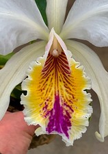 Cattleya mossiae ibrido NUOVO