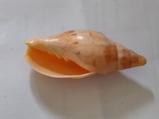 Conchiglia Shell Voluta