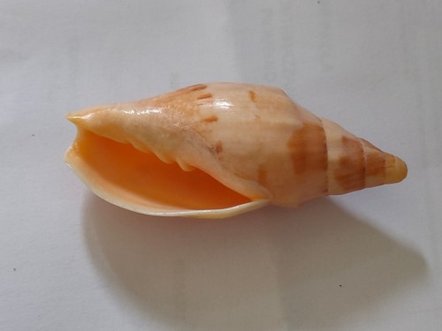 Conchiglia shell voluta - conchiglia,