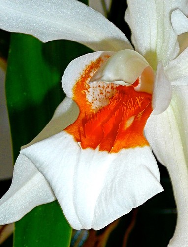 Coelogyne orange lip dream - coelogyne,