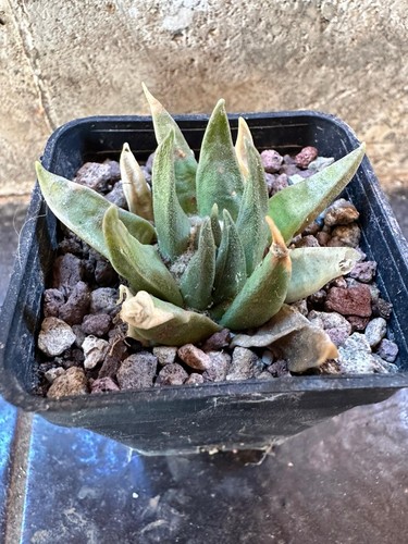 Ariocarpus confusus hybrid