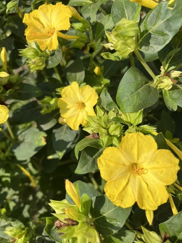 Fiore meraviglioso giallo - meraviglioso,