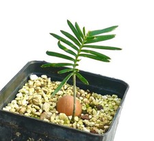 Dioon edule (Palma Sola) -  -