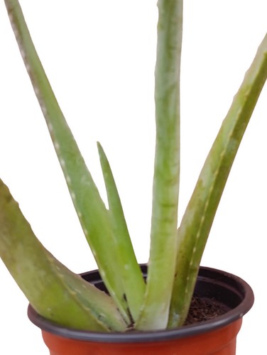 Pianta grassa vera aloe - pianta,