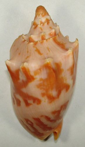 Voluta aulica 109 23mm - voluta,
