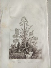 Antica Incisione Acciaio