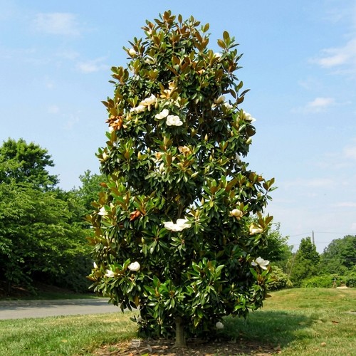 Pianta magnolia grandiflora - pianta, di