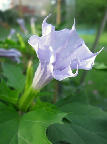 Datura stramonium erba del - stramonium,