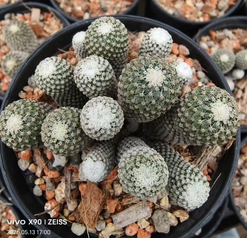 Pelecyphora strobiliformis