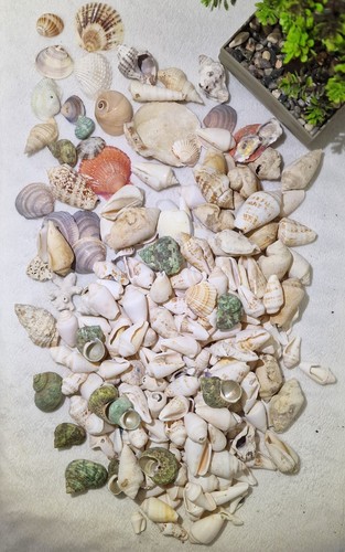 5kg assorted natural - assorted,