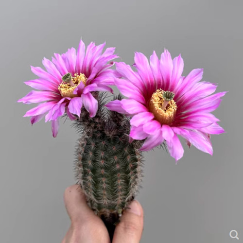 Piante succulente cactus - piante, alto
