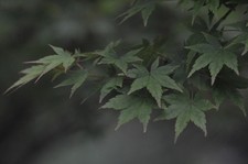 Nikon Ai-s Nikkor 180mm f/2.8