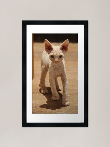 Devon rex gattino con cornice - gattino,