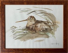 Acquerello Beccaccia Scolopax