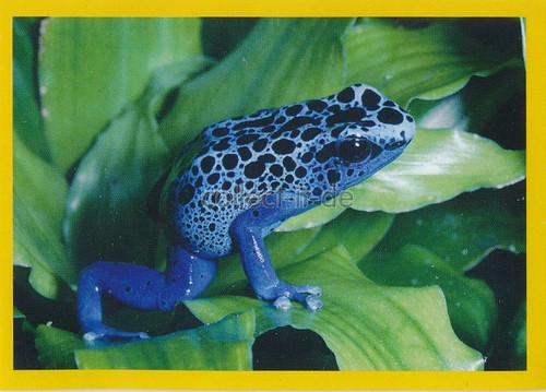 Panini national geographic - national,