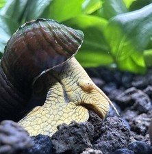 2 Yellow Poso Rabbit Snails