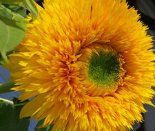 Orsacchiotto fiore doppio
