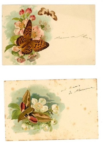 Cartoline farfalle piccole - cartoline,