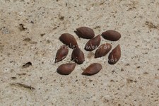 ABETE ROSSO ORIENTALE - PICEA