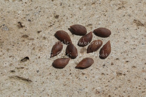 Abete rosso orientale picea - abete,