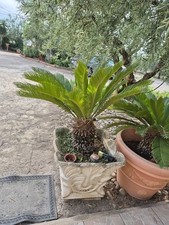 Pianta Cycas con Vaso Incluso 