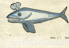 ALDROVANDI WHALES DOLPHIN ENGRAVINGS 4 VERY STRIKING RARE ORIGINAL WOODCUTS VGC.