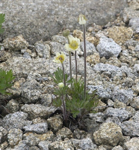 Bella del vento anemone - bella,