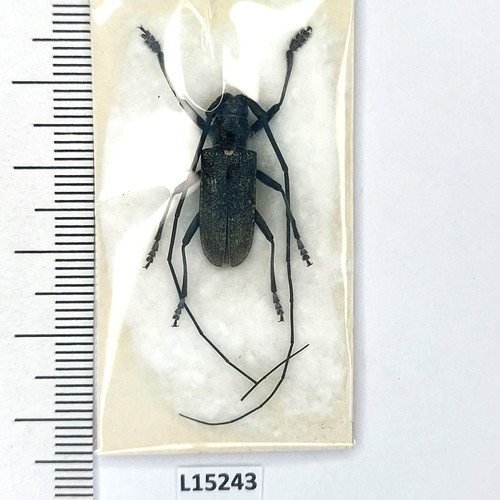 Cerambycidae monochamus - cerambycidae,,