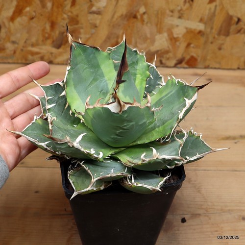 Agave titanota variegata - , vaso