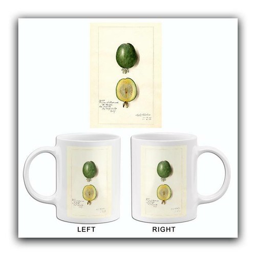Feijoa acca sellowiana - acca,