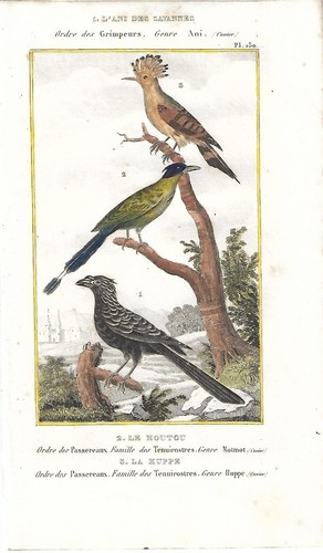 Stampa antica uccelli ani - uccelli,
