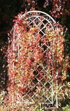 Griglia rampicante vicino