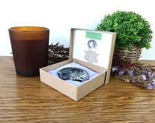 100% Genuine Goniatite