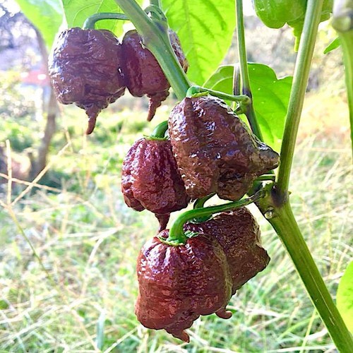 Semi carolina reaper - carolina,