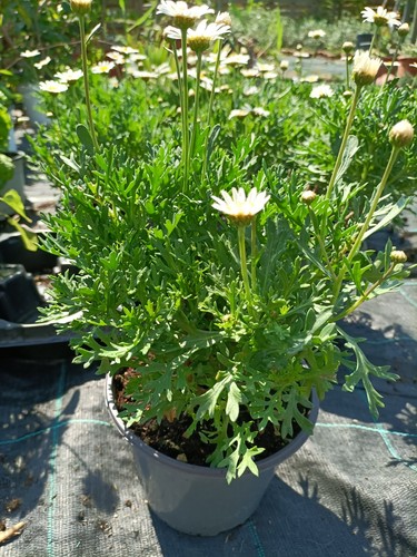 Pianta margherita vaso - margherita, in