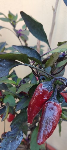 Naga morich black semi - black, 20