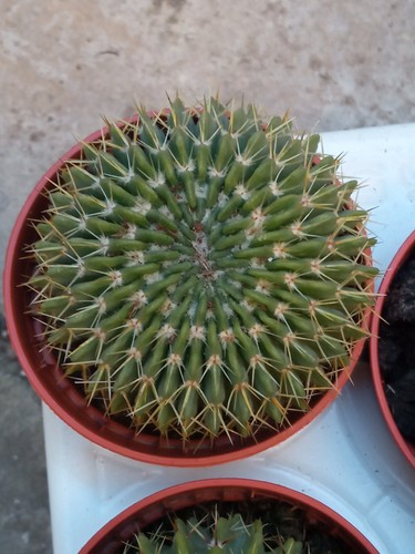 Notocactus buiningii planta - notocactus,