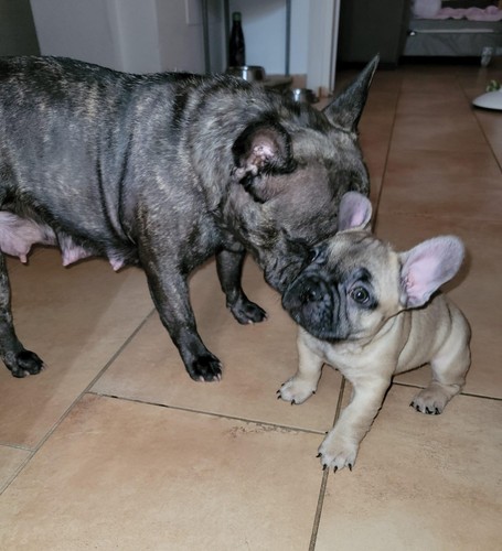 Cuccioli bulldog bull dog - bulldog,