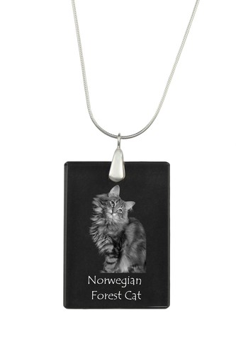 Gatto delle foreste - , norvegesi
