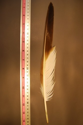 Penna aquila per - aquila, cappello