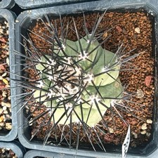 Copiapoa columna-alba WYSIWYG