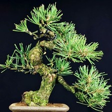 Japanese black pine - black,